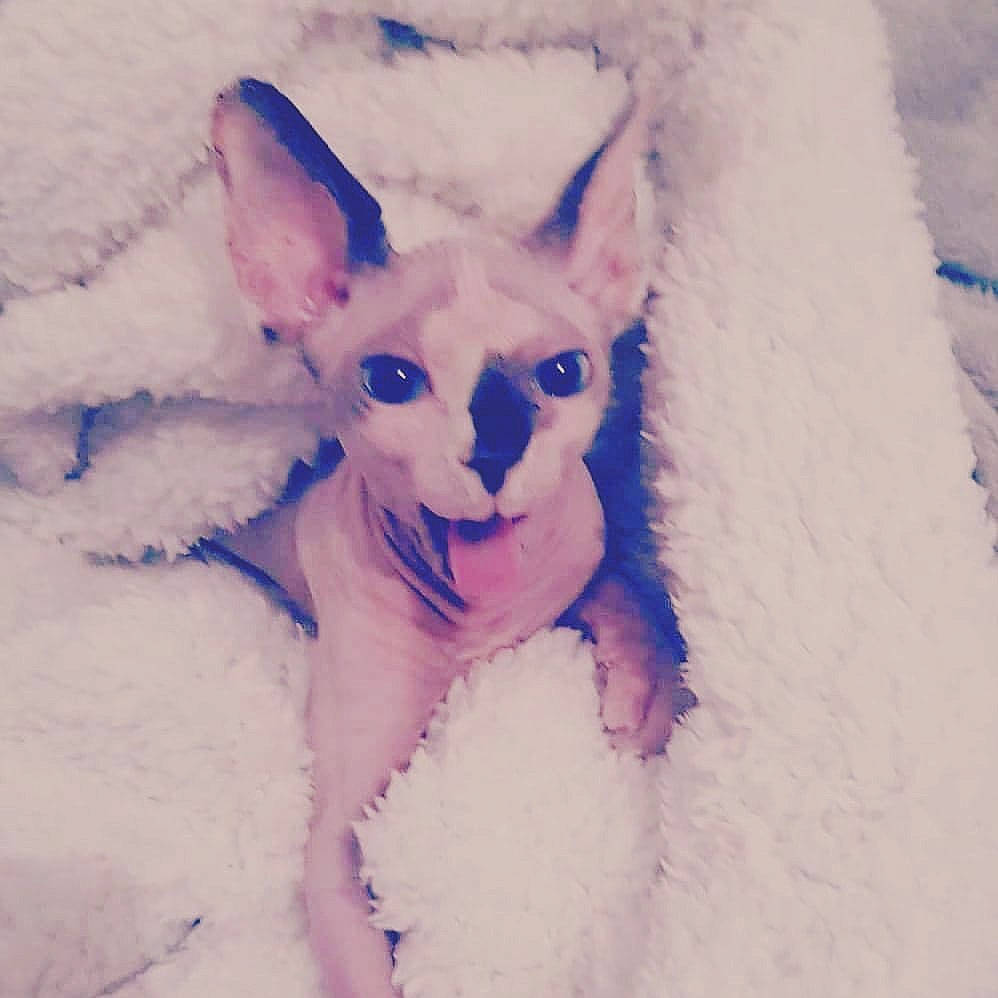 Moe participe au concours pour gagner de l'argent avec cette photo : blue, carnivore, chihuahua, facial_expression, fawn, felidae, freezing, fur, kitten, paw, snout, snow, vertebrate, whiskers, winter