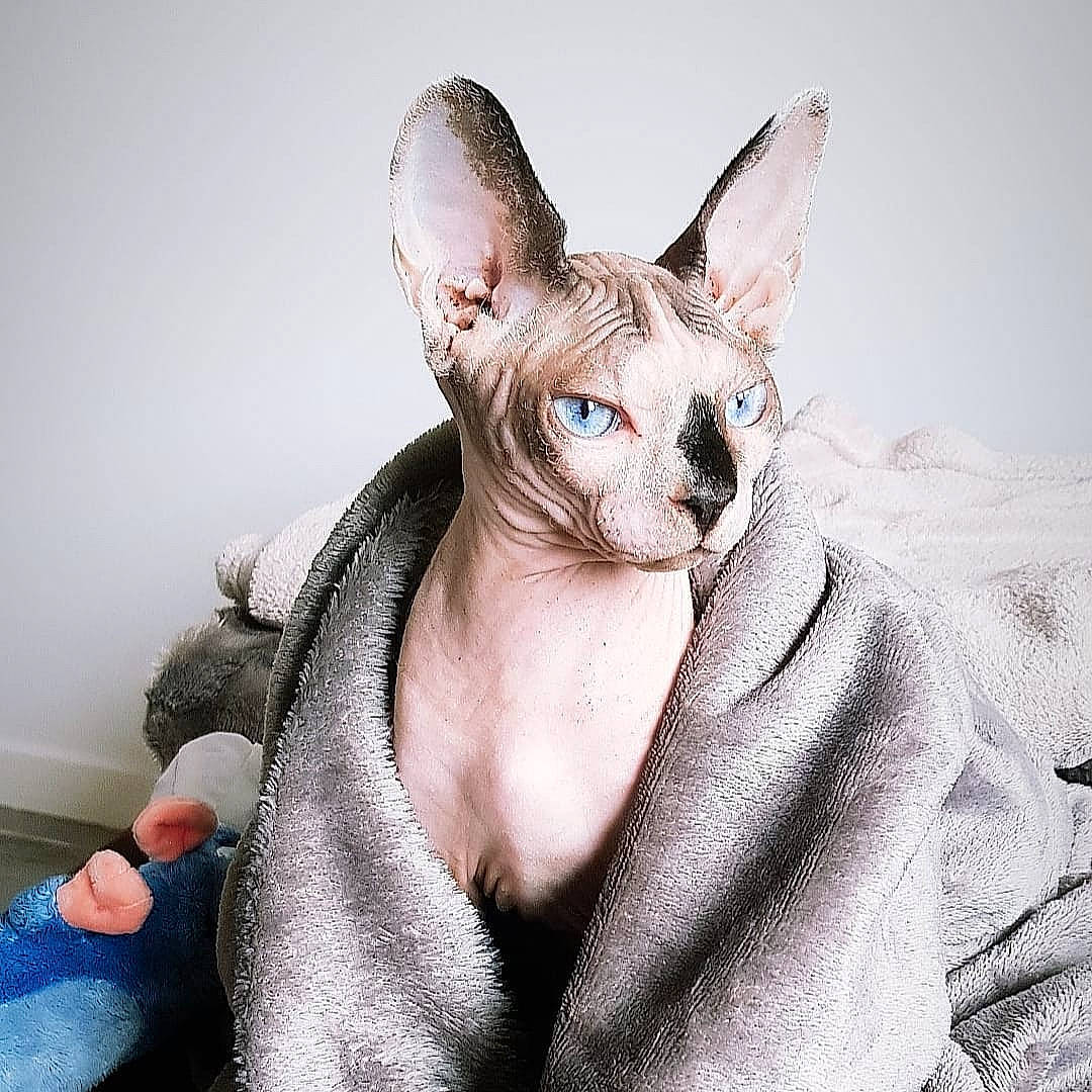 Moe participe au concours pour gagner de l'argent avec cette photo : carnivore, cat, donskoy, fawn, felidae, fur, kitten, peterbald, rex_cat, small_to_medium_sized_cats, snout, sphynx, terrestrial_animal, toy, vertebrate, whiskers
