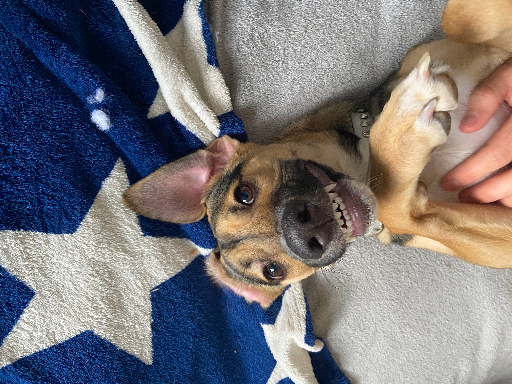 Nirvana a rejoint le concours — aidez-le/la à gagner de superbes lots ! canidae, carnivore, collar, comfort, companion_dog, dog, dog_breed, electric_blue, fawn, fur, linens, pattern, selfie, sleeve, snout, sporting_group, sunglasses, toy_dog, whiskers, working_animal