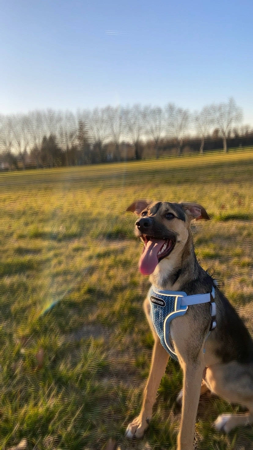 Nirvana a rejoint le concours — aidez-le/la à gagner de superbes lots ! canidae, carnivore, cloud, collar, companion_dog, dog, dog_breed, dog_collar, dog_supply, fawn, grass, grassland, landscape, plant, rampur_greyhound, sky, snout, sporting_group, tree, working_animal