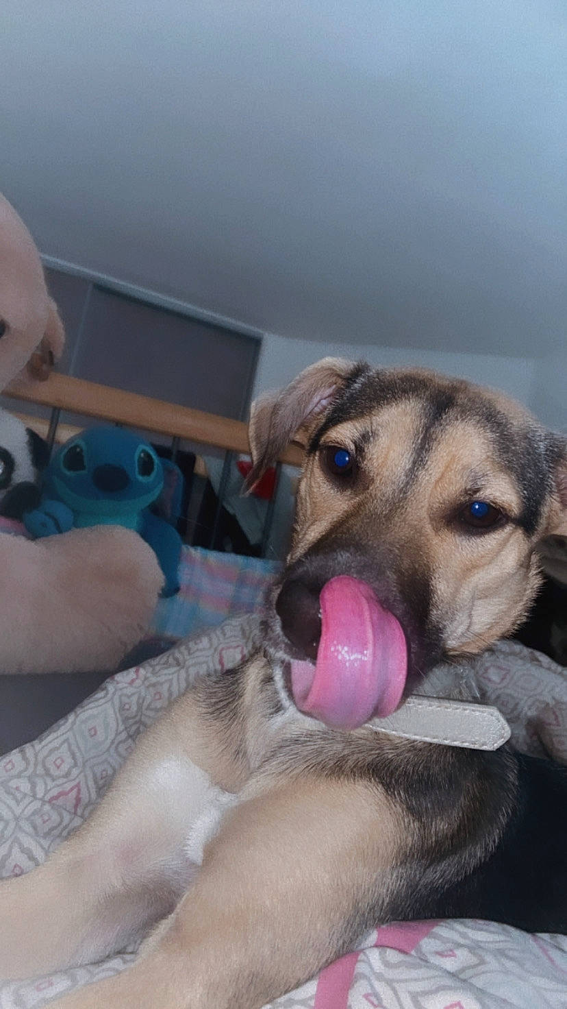 Nirvana a rejoint le concours — aidez-le/la à gagner de superbes lots ! canidae, carnivore, comfort, companion_dog, dog, dog_breed, dog_supply, fang, fawn, fun, fur, jaw, leash, paw, snout, sporting_group, street_dog, whiskers, working_animal, wrinkle