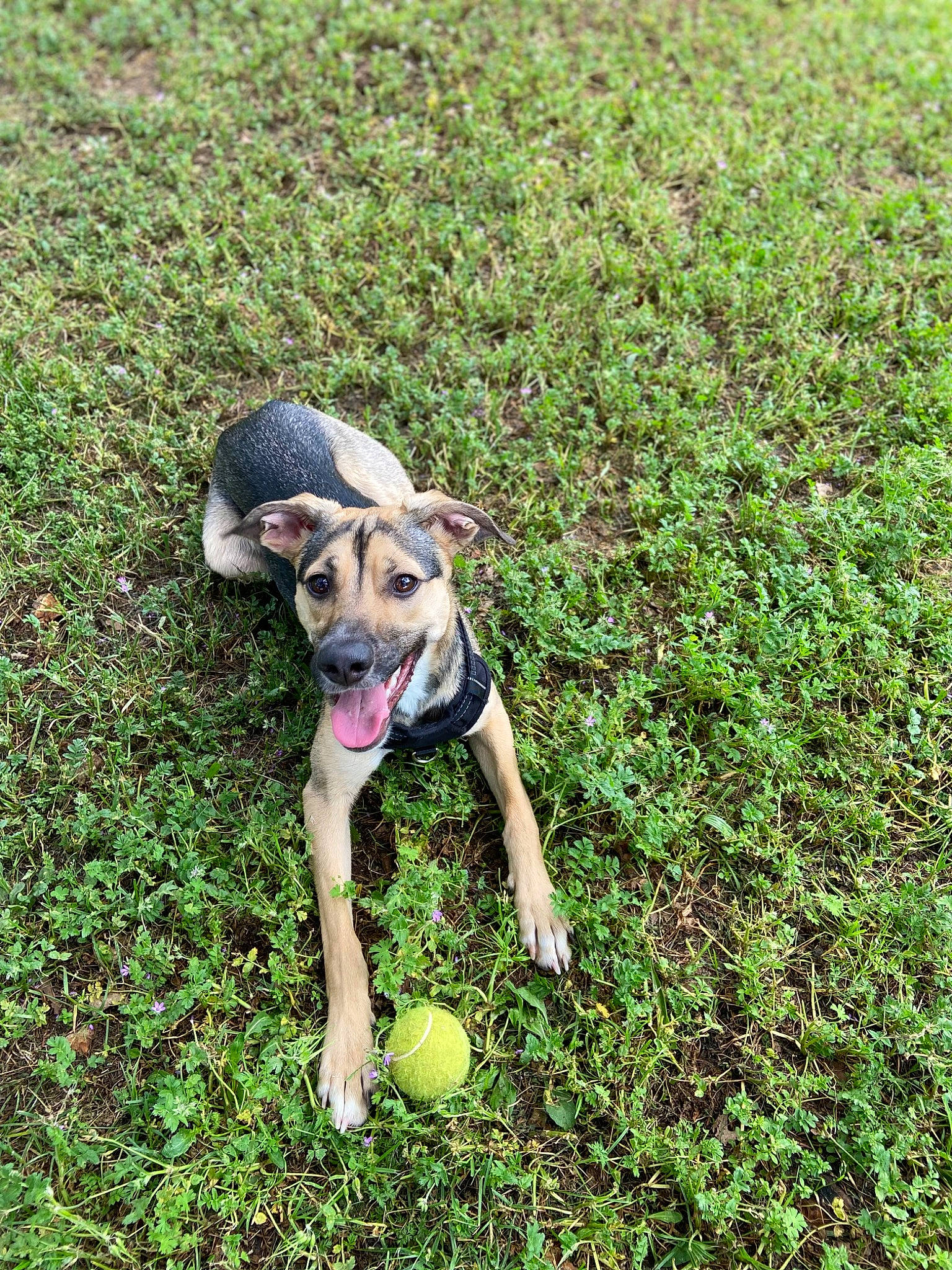 Nirvana a rejoint le concours — aidez-le/la à gagner de superbes lots ! ball, canidae, carnivore, companion_dog, dog, dog_breed, fawn, grass, grass_family, grassland, groundcover, happy, lawn, people_in_nature, plant, soil, sporting_group, tail, toy, working_animal