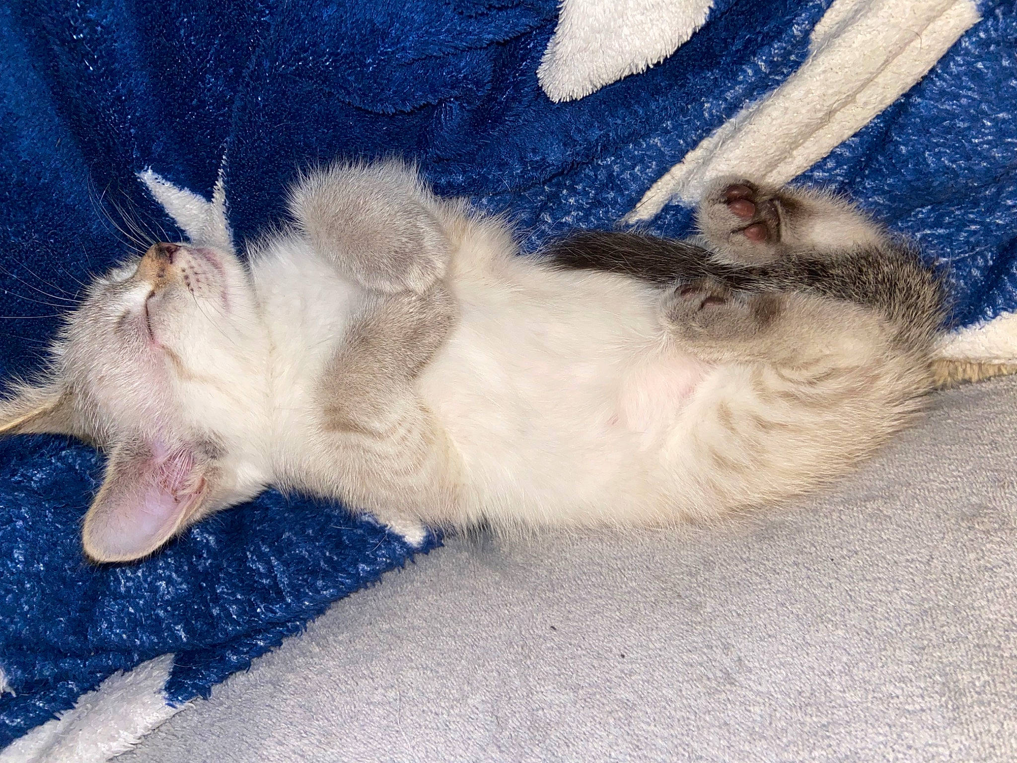 Muse participe au concours pour gagner de l'argent avec cette photo : balinese, canidae, carnivore, cat, claw, comfort, dog_breed, domestic_short_haired_cat, fawn, felidae, foot, fur, nap, paw, siamese, sleep, small_to_medium_sized_cats, tail, thai, whiskers