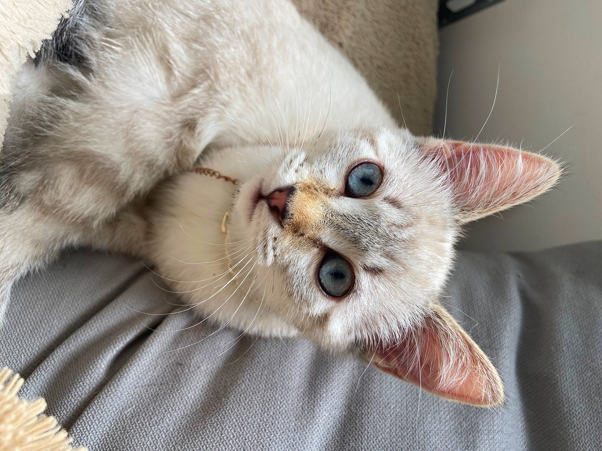 Muse a rejoint le concours — aidez-le/la à gagner de superbes lots ! carnivore, cat, cat_supply, claw, comfort, domestic_short_haired_cat, fang, fawn, felidae, fur, nap, paw, small_to_medium_sized_cats, snout, whiskers, wrinkle