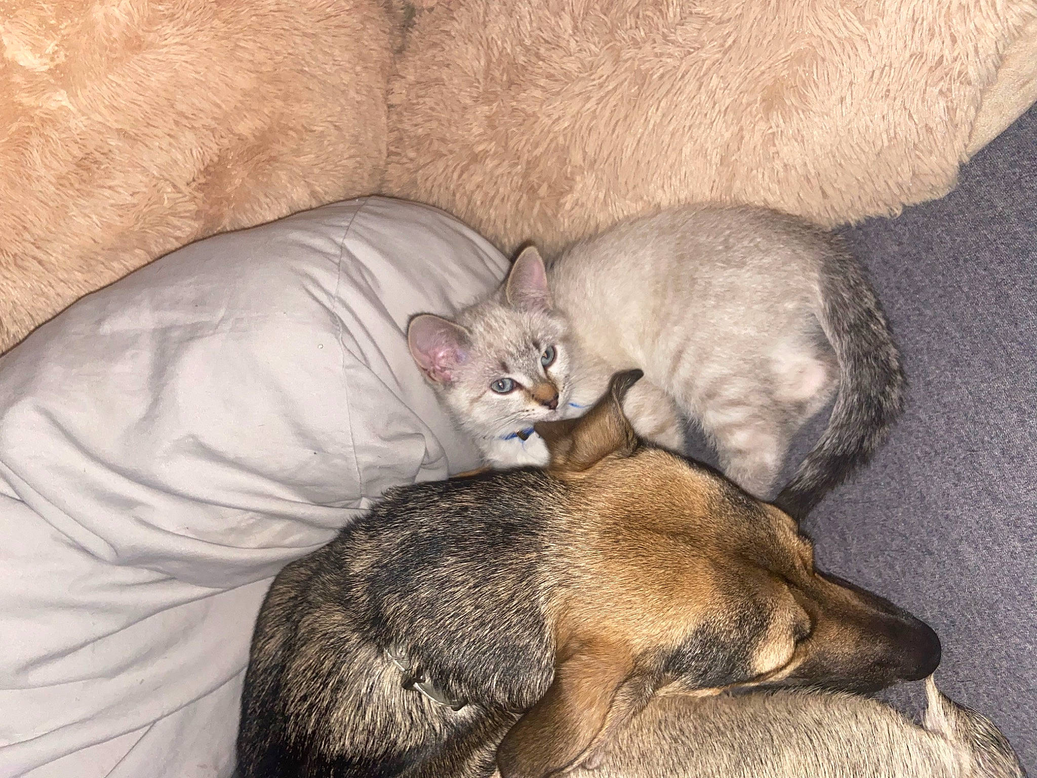 Muse participe au concours pour gagner de l'argent avec cette photo : carnivore, cat, comfort, domestic_short_haired_cat, fawn, felidae, fur, grey, nap, paw, sleep, small_to_medium_sized_cats, tail, terrestrial_animal, whiskers, wildlife