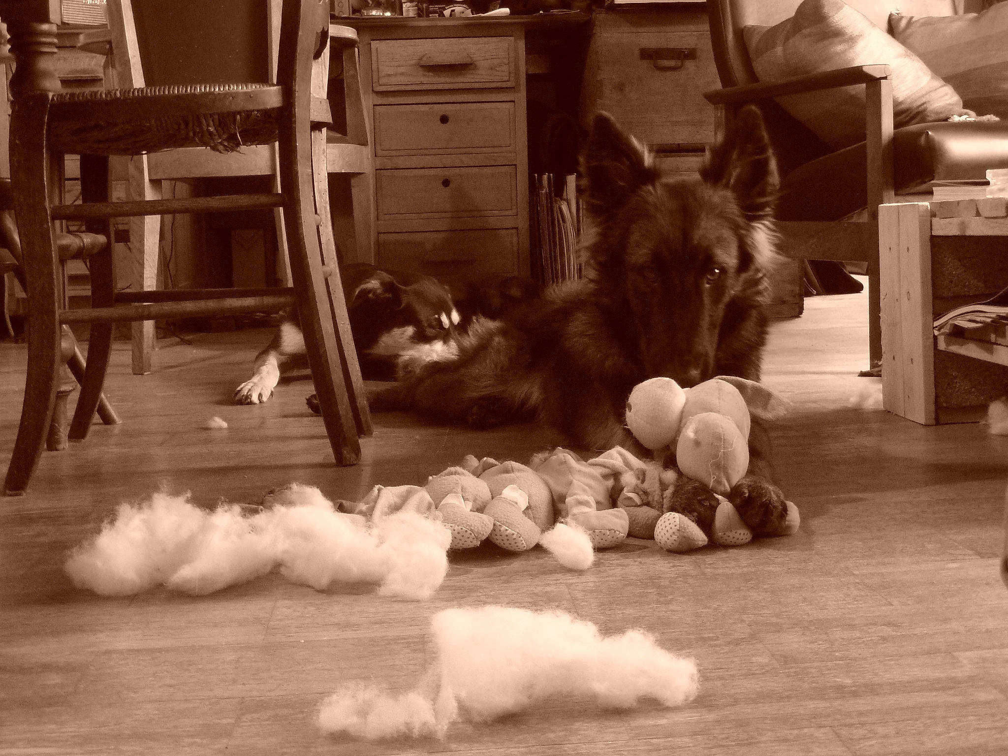 Oracle participe au concours pour gagner de l'argent avec cette photo : black_and_white, canidae, carnivore, companion_dog, dog, dog_breed, floor, flooring, monochrome, puppy, sporting_group, style