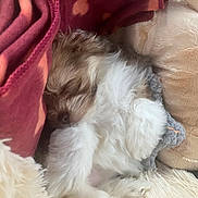 Luna joined the competition — help win amazing prizes! puppy, sleeping, blanket, soft, cozy, fur, cute, pet, animal, resting, snuggle, warm, fluffy, indoor, comfort, cushion, closeup, adorable, relaxation, young