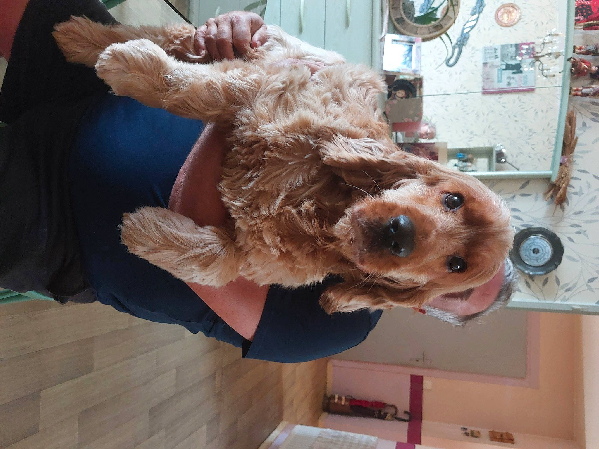 Harper a rejoint le concours — aidez-le/la à gagner de superbes lots ! canidae, carnivore, companion_dog, costume, dog, dog_breed, fawn, fur, fur_clothing, labradoodle, poodle_crossbreed, selfie, snout, spaniel, sporting_group, stuffed_toy, terrier, toy, toy_dog, working_animal