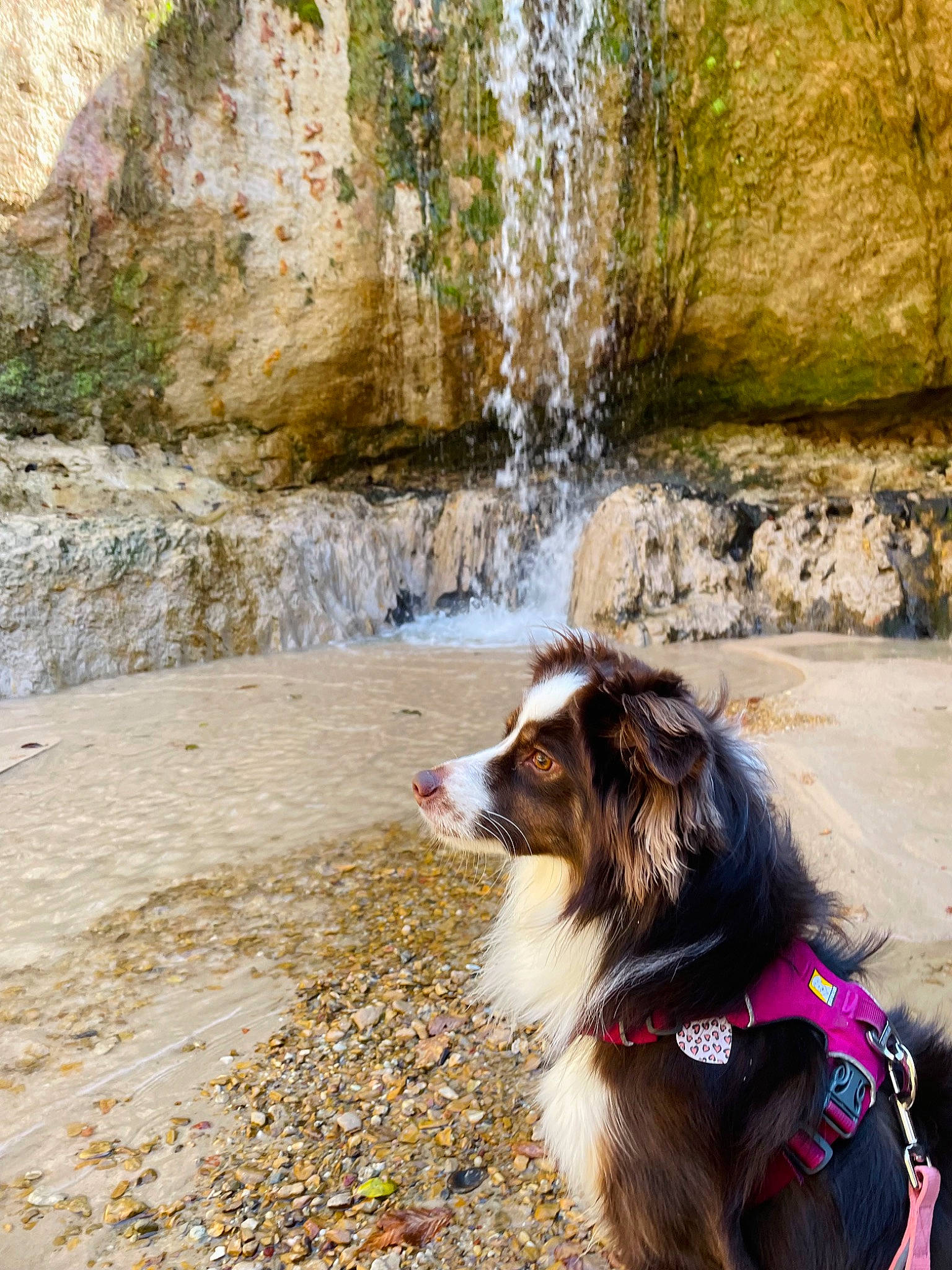 Elora joined the competition — help win amazing prizes! adventure, bedrock, canidae, carnivore, collar, companion_dog, dog, dog_breed, dog_collar, fashion_accessory, fawn, fur, landscape, leash, plant, recreation, rock, sporting_group, tree, walking