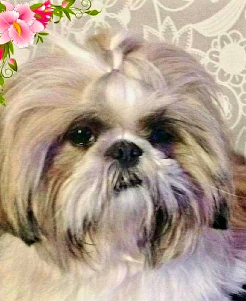 Rico participe au concours pour gagner de l'argent avec cette photo : canidae, carnivore, companion_dog, dog, dog_breed, fawn, flower, fur, grass, head, liver, maltepoo, plant, shih_tzu, snout, sporting_group, terrestrial_animal, toy_dog, vertebrate, working_animal