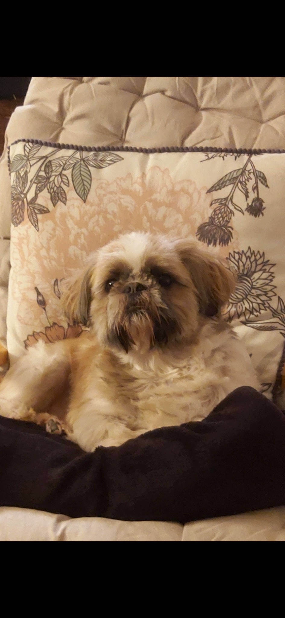 Rico a rejoint le concours — aidez-le/la à gagner de superbes lots ! brown, canidae, carnivore, comfort, companion_dog, dog, dog_breed, dog_supply, fawn, fur, liver, mal_shi, maltepoo, pet_supply, shih_poo, shih_tzu, snout, sporting_group, toy_dog, working_animal