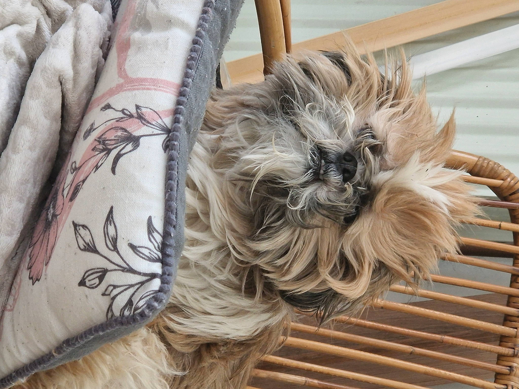 Rico participe au concours pour gagner de l'argent avec cette photo : carnivore, comfort, companion_dog, couch, dog, dog_breed, fashion_accessory, fawn, feather, flooring, font, fur, human_leg, linens, liver, pattern, pet_supply, sporting_group, wood, working_animal