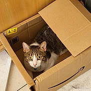 Groot participe au concours pour gagner de l'argent avec cette photo : amazon_box, cardboard_box, cat, collar, corner, curious, domestic_animal, ears, feline, floor, indoor, light_brown, looking_up, pet, tabby, tile_floor, whiskers, white, wooden_cabinet, yellow_eyes