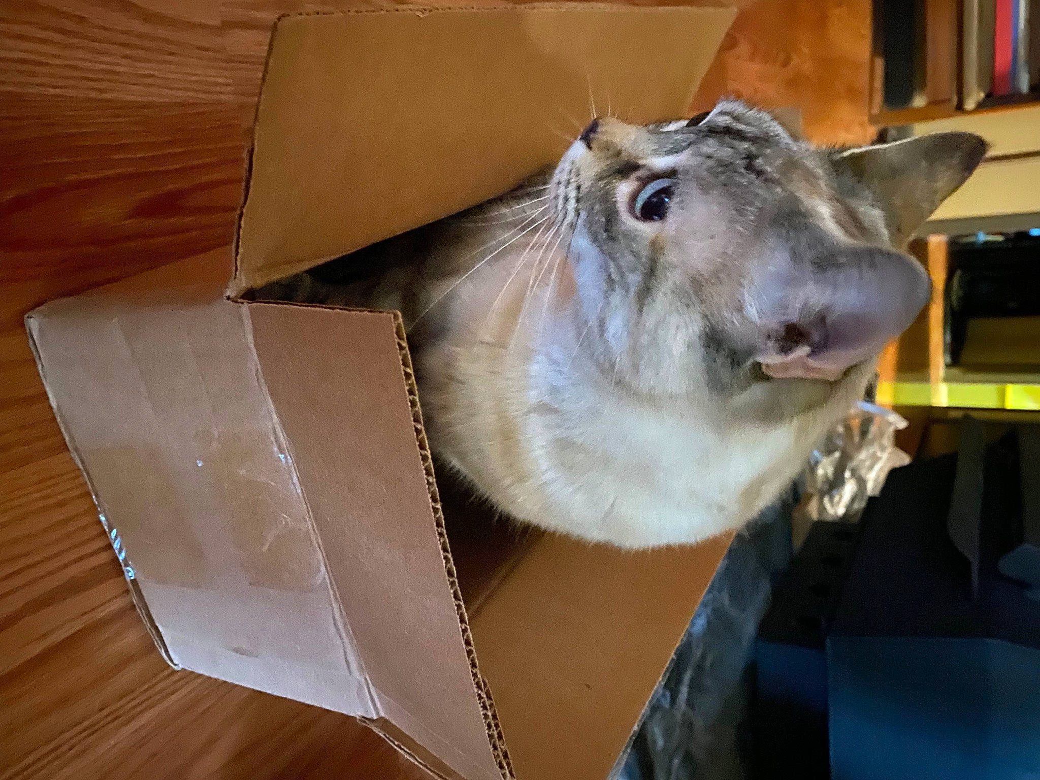 Anara joined the competition — help win amazing prizes! art, bookcase, box, carnivore, carton, fang, fawn, felidae, fur, hardwood, jaw, livestock, sculpture, shelf, shipping_box, small_to_medium_sized_cats, snout, whiskers, wood, working_animal