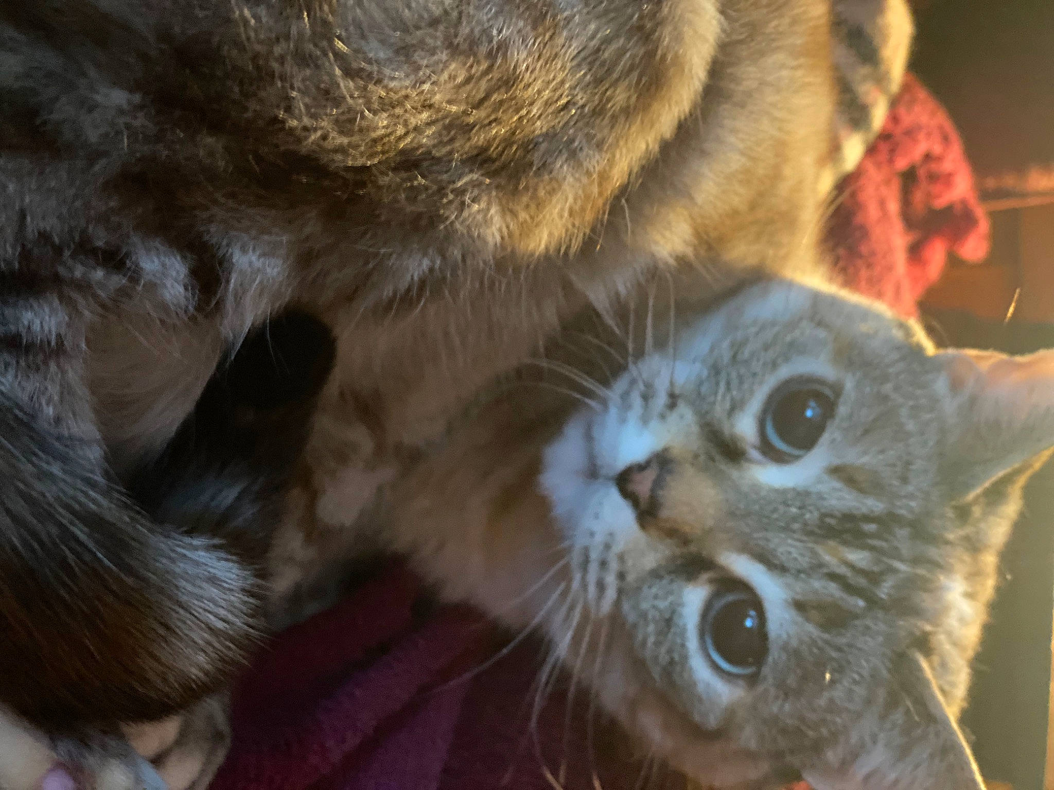 Anara is registered to the contest to win money with this photo: carnivore, cat, claw, close_up, domestic_short_haired_cat, ear, eye, felidae, fur, head, paw, small_to_medium_sized_cats, snout, tail, terrestrial_animal, whiskers, wildlife