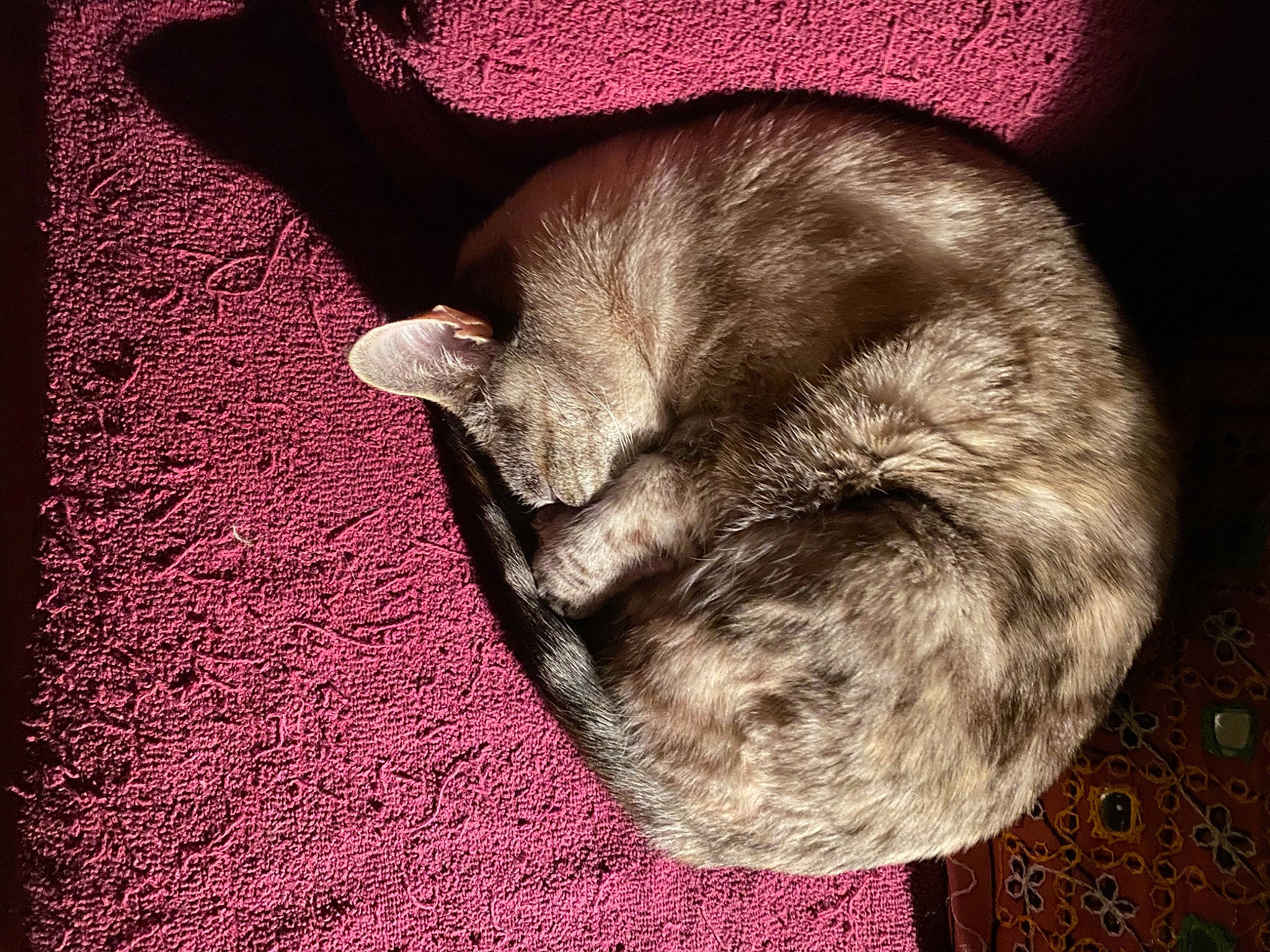 Anara joined the competition — help win amazing prizes! carmine, carnivore, cat, claw, comfort, domestic_short_haired_cat, fawn, felidae, flooring, fur, grey, linens, magenta, nap, paw, small_to_medium_sized_cats, snout, tail, tints_and_shades, whiskers