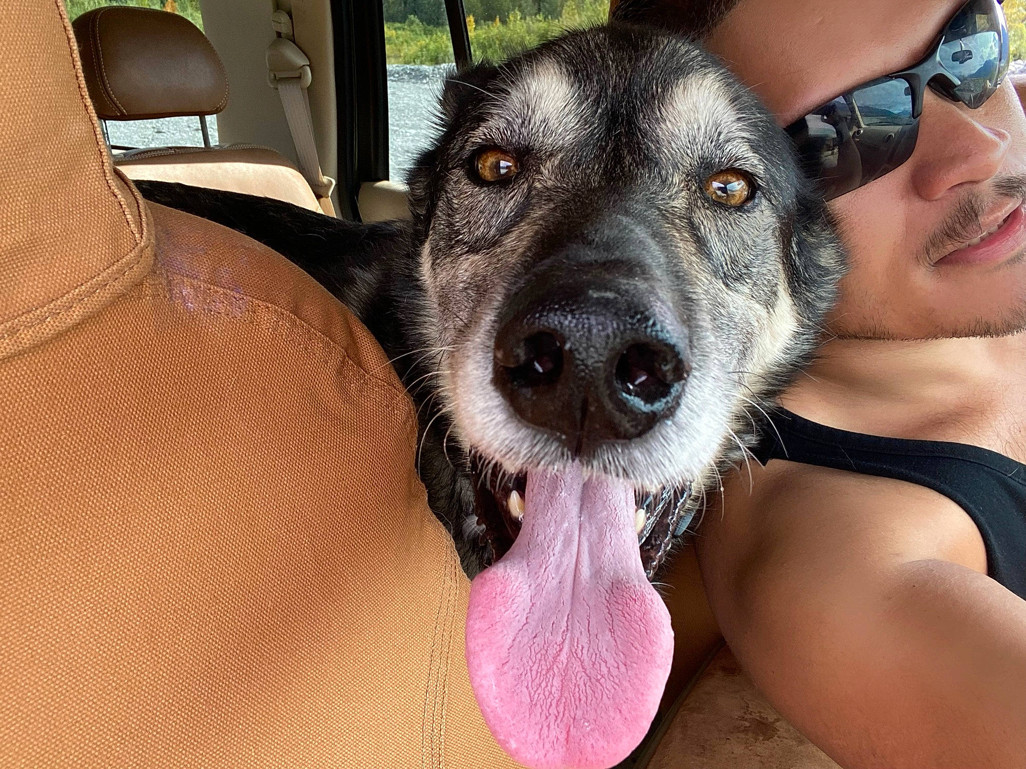 Summit is registered to the contest to win money with this photo: carnivore, companion_dog, dog, dog_breed, eyewear, fawn, foot, fur, glasses, goggles, guard_dog, happy, paw, selfie, smile, snout, sunglasses, vehicle, whiskers, working_animal