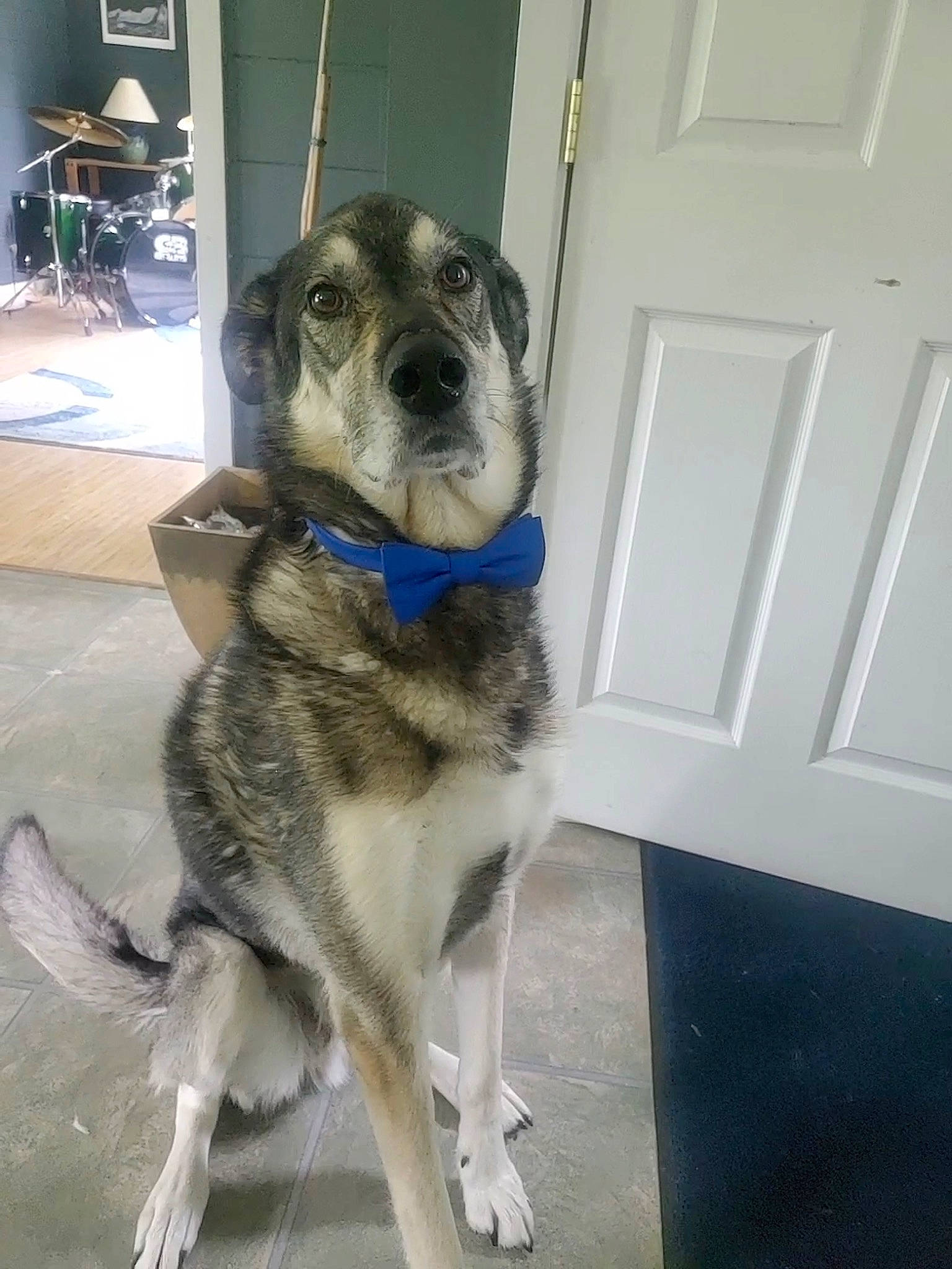 Summit joined the competition — help win amazing prizes! canidae, carnivore, collar, companion_dog, dog, dog_breed, dog_collar, dog_supply, door, fawn, flooring, fur, houseplant, pet_supply, sled_dog, snout, sporting_group, tail, working_animal, working_dog