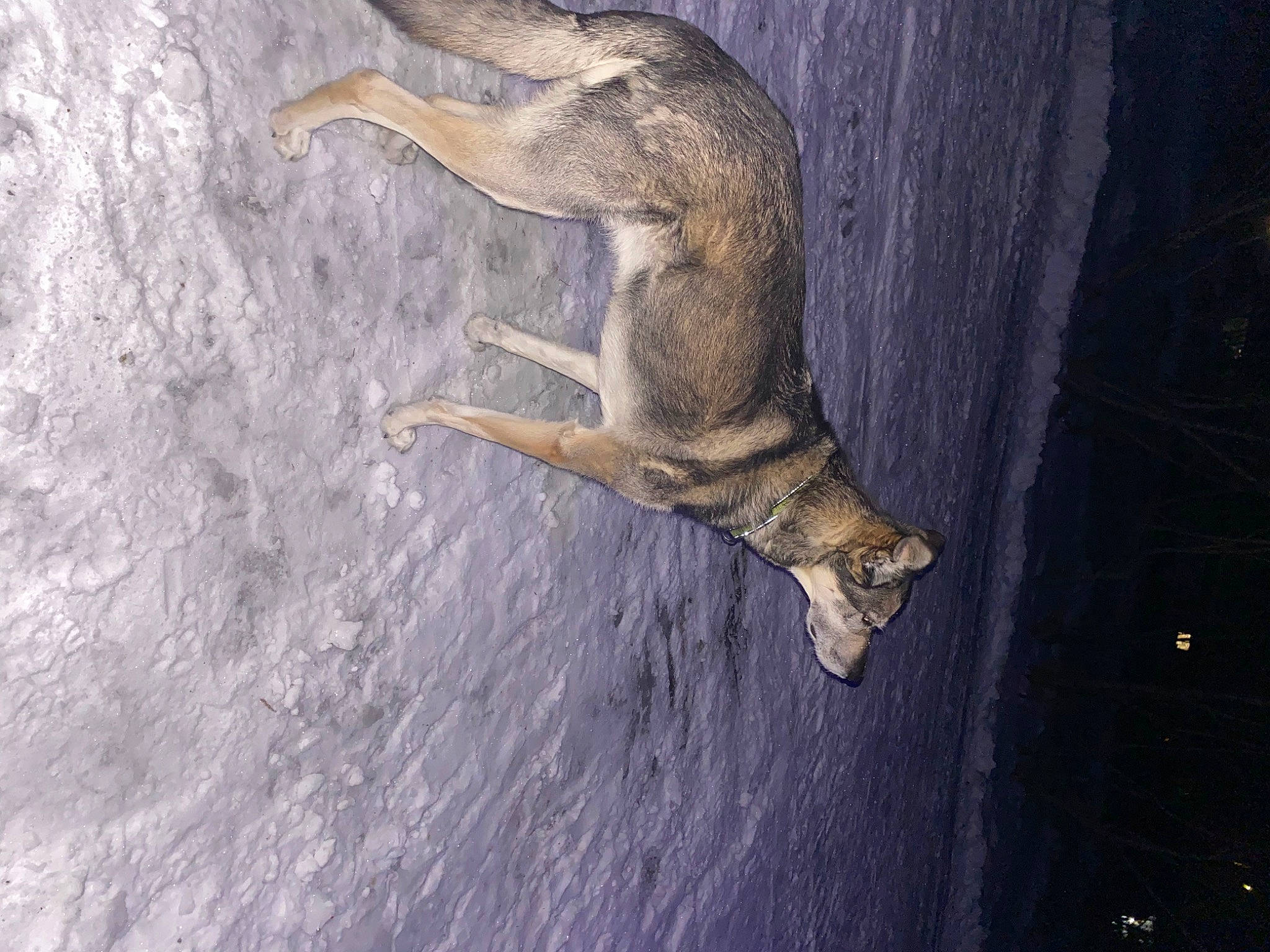 Summit is registered to the contest to win money with this photo: art, canidae, carnivore, claw, dog, dog_breed, fawn, felidae, fur, meerkat, mongoose, painting, plant, snout, sporting_group, tail, terrestrial_animal, tree, trunk, wood