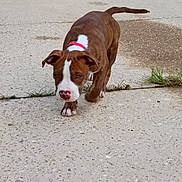 Baylor joined the competition — help win amazing prizes! animal, brown, collar, concrete, cute, dog, ears, focused, grass, nature, outdoor, paws, pet, puppy, sidewalk, snout, tail, walking, white, young_dog