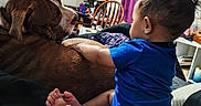 Baylor is registered to the contest to win money with this photo: baby, baby_toy, bed, bedroom, blue_shirt, brown_dog, companion, cuddle, dog, family, furniture, home, indoors, infant, pet, playtime, portrait, purple_curtains, sitting, toys