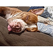 Baylor joined the competition — help win amazing prizes! blanket, brown_and_white, close_up, closed_eyes, couch, cozy, cushion, dog, domestic_animal, ears, furniture, indoor, nap, pet, photograph, portrait, relaxed, sleeping, snout, tongue