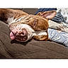 dog, sleeping, brown_and_white, couch, tongue, closed_eyes, pet, indoor, cozy, nap, relaxed, portrait, close_up, snout, ears, blanket, cushion, furniture, domestic_animal, photograph