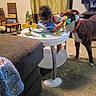 Baylor joined the competition — help win amazing prizes! activity_table, baby, blanket, carpet, child, couch, curtain, dog, family, furniture, home, indoors, living_room, pet, playtime, sitting, standing, television, toddler, toy