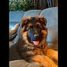 dog, puppy, german_shepherd, couch, living_room, plant, tongue_out, happy, pet, furniture, indoor, smiling, fur, ears, nose, eyes, home, cozy, portrait, canine