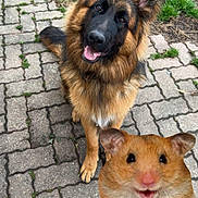 Vaïko a rejoint le concours — aidez-le/la à gagner de superbes lots ! animal, background, brick_pathway, cute, digital_edit, dog, ears, funny, fur, german_shepherd, grass, hamster, happy, outdoor, pet, playful, small_mammal, smiling, superimposed_image, tongue_out
