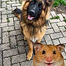 animal, background, brick_pathway, cute, digital_edit, dog, ears, funny, fur, german_shepherd, grass, hamster, happy, outdoor, pet, playful, small_mammal, smiling, superimposed_image, tongue_out