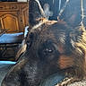 animal, canine, close_up, companion, couch, cozy, dog, ears, eyes, fabric, fur, furniture, german_shepherd, home, indoor, mammal, pattern, pet, portrait, resting