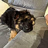 Vaïko a rejoint le concours — aidez-le/la à gagner de superbes lots ! animal, companion, couch, cozy, cute, dog, ears, face, fur, furniture, german_shepherd, gray, home, indoor, laying, pet, puppy, relaxed, sleepy, young