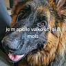 Vaïko a rejoint le concours — aidez-le/la à gagner de superbes lots ! animal, black, blurred_background, brown, canine, casual, closeup, companion, dog, domestic_animal, face, fur, german_shepherd, happy, indoor, man, person, pet, text_overlay, tongue_out