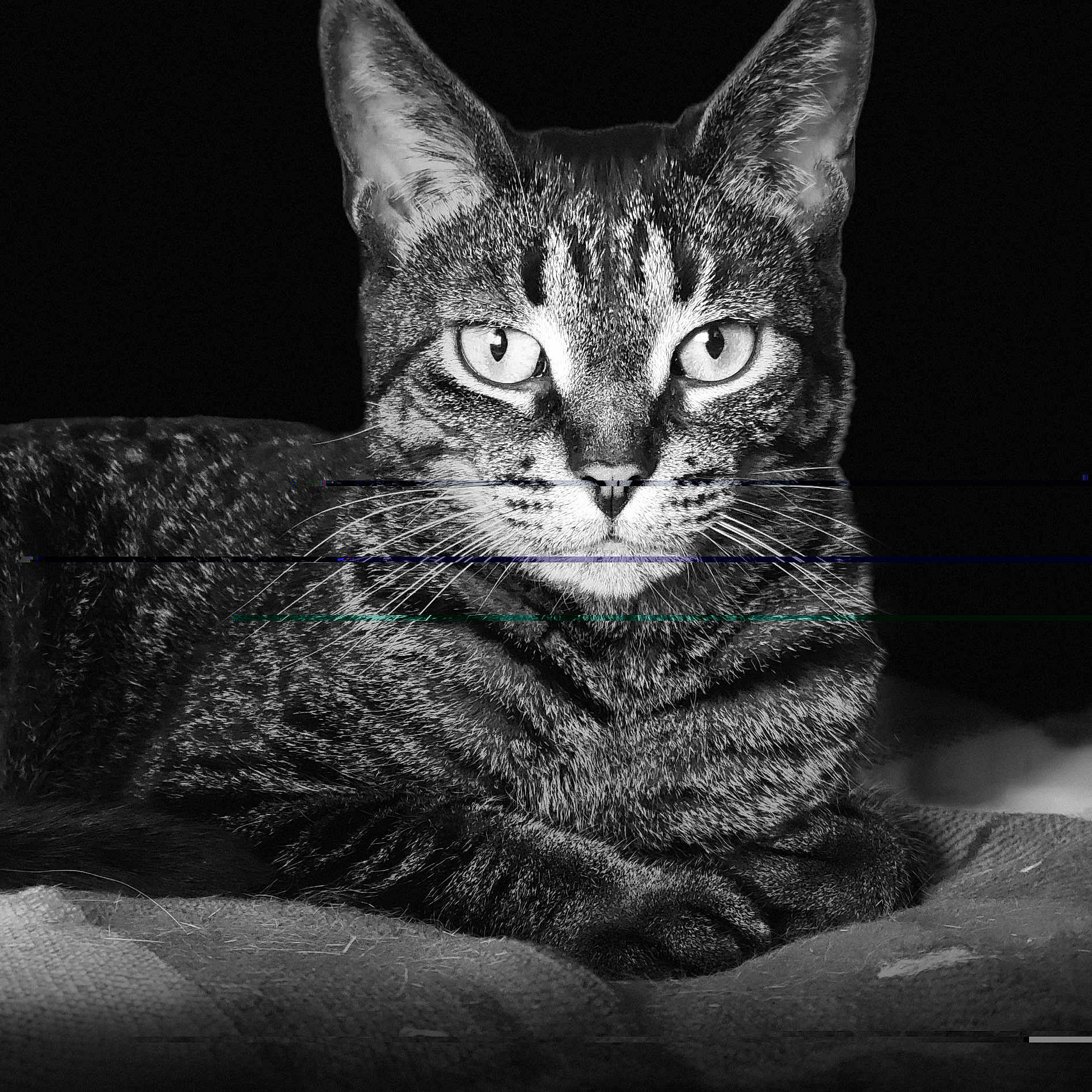 Hoppers joined the competition — help win amazing prizes! animal, black_and_white, blanket, cat, close_up, digital_glitch, ears, eyes, feline, fur, indoor, intense_gaze, laying, monochrome, pet, portrait, relaxed, tabby, texture, whiskers