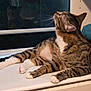 animal, cat, cozy, curious, domestic_cat, feline, fur, indoor, looking_up, lounging, pet, relaxed, resting, striped, tabby_cat, table, towel, whiskers, white_paws, window