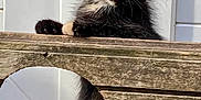 Pocahontas participe au concours pour gagner de l'argent avec cette photo : animal, background, cat, closeup, curious, cute, ears, face, fur, kitten, outdoor, paw, peeking, pet, playful, tortoiseshell, whiskers, wood, wooden_surface, young