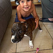 Mao a rejoint le concours — aidez-le/la à gagner de superbes lots ! boy, child, smiling, puppy, dog, brindle, indoor, floor, tile, toy, rope_toy, home, furniture, bare_chest, shorts, person, pet, playing, happy, casual