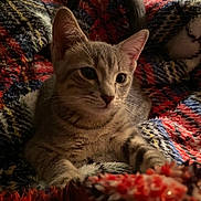 Bean is registered to the contest to win money with this photo: cat, kitten, tabby, animal, pet, feline, whiskers, ears, eyes, fur, blanket, texture, colorful, cozy, resting, indoor, soft_light, closeup, cute, young