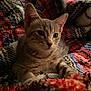 cat, kitten, tabby, animal, pet, feline, whiskers, ears, eyes, fur, blanket, texture, colorful, cozy, resting, indoor, soft_light, closeup, cute, young
