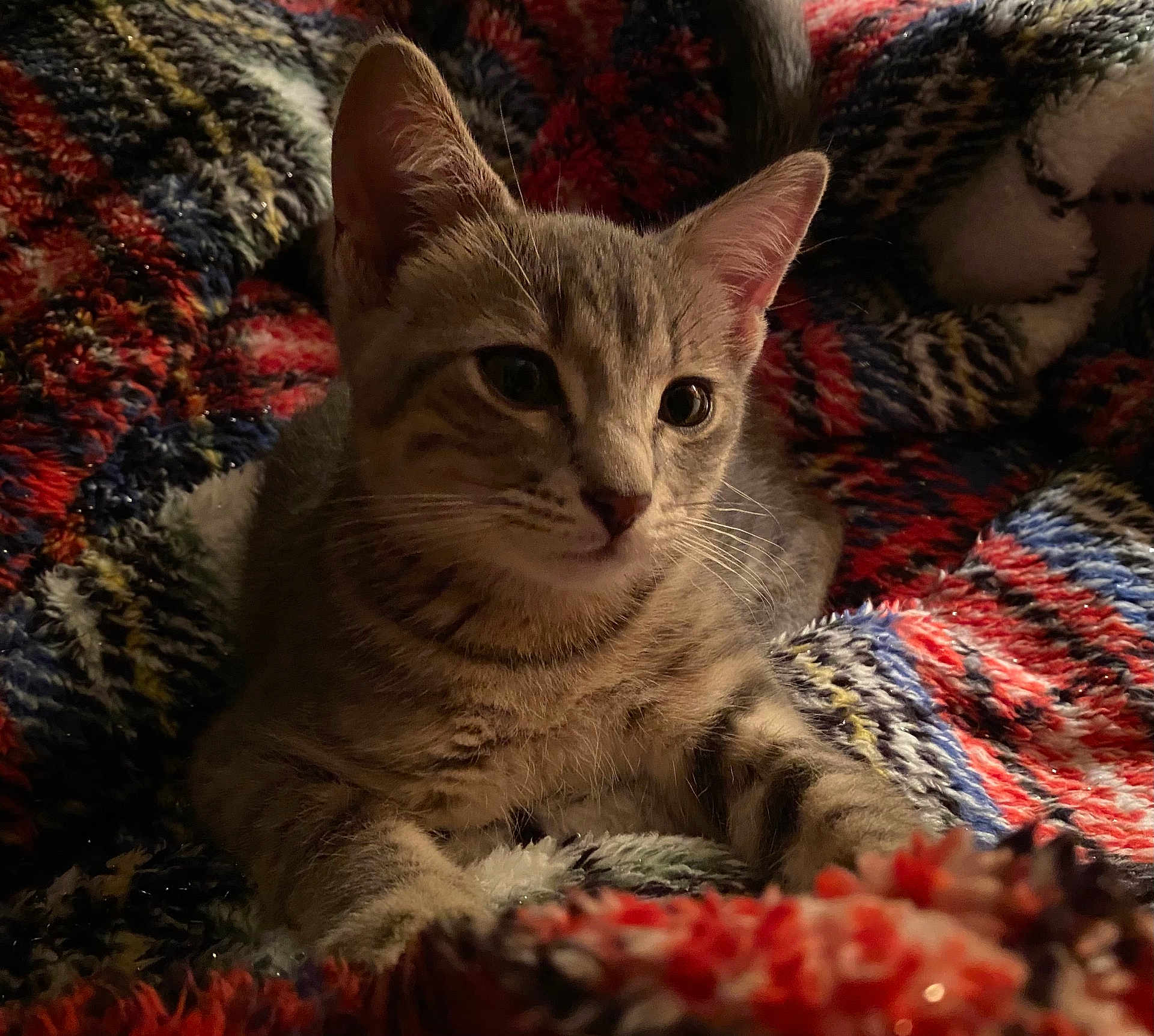 Bean
