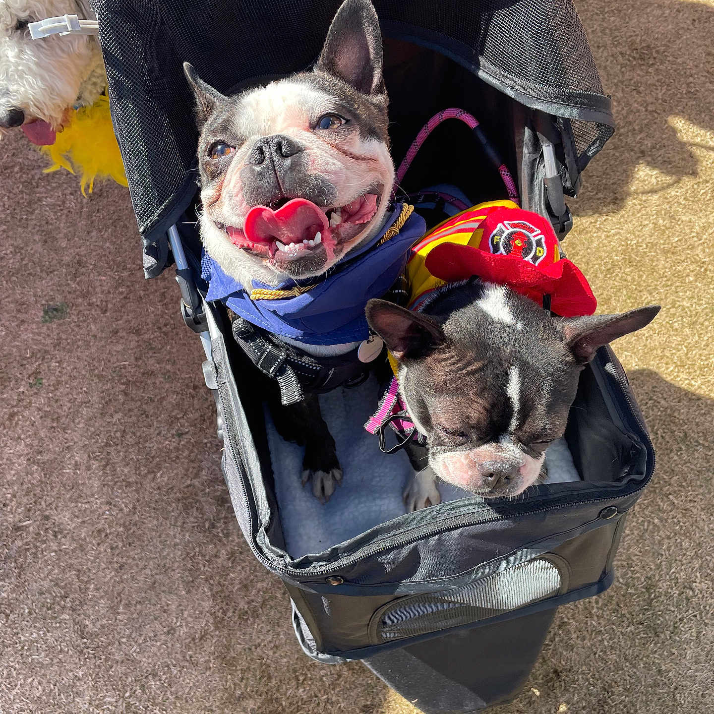 Domletti is registered to the contest to win money with this photo: animal, black_and_white, boston_terrier, costume, cute, dog, firefighter_hat, fluffy_dog, footwear, grass, happy, leash, mesh_cover, outdoor, pet, playful, small_dog, stroller, sunlight, tongue_out