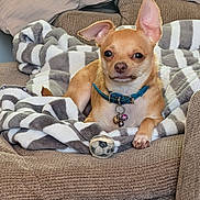Tater is registered to the contest to win money with this photo: dog, chihuahua, pet, small_dog, collar, bells, toy, soccer_ball, blanket, striped, couch, furniture, indoor, relaxed, ears_up, tan_dog, cozy, home, comfort, animal