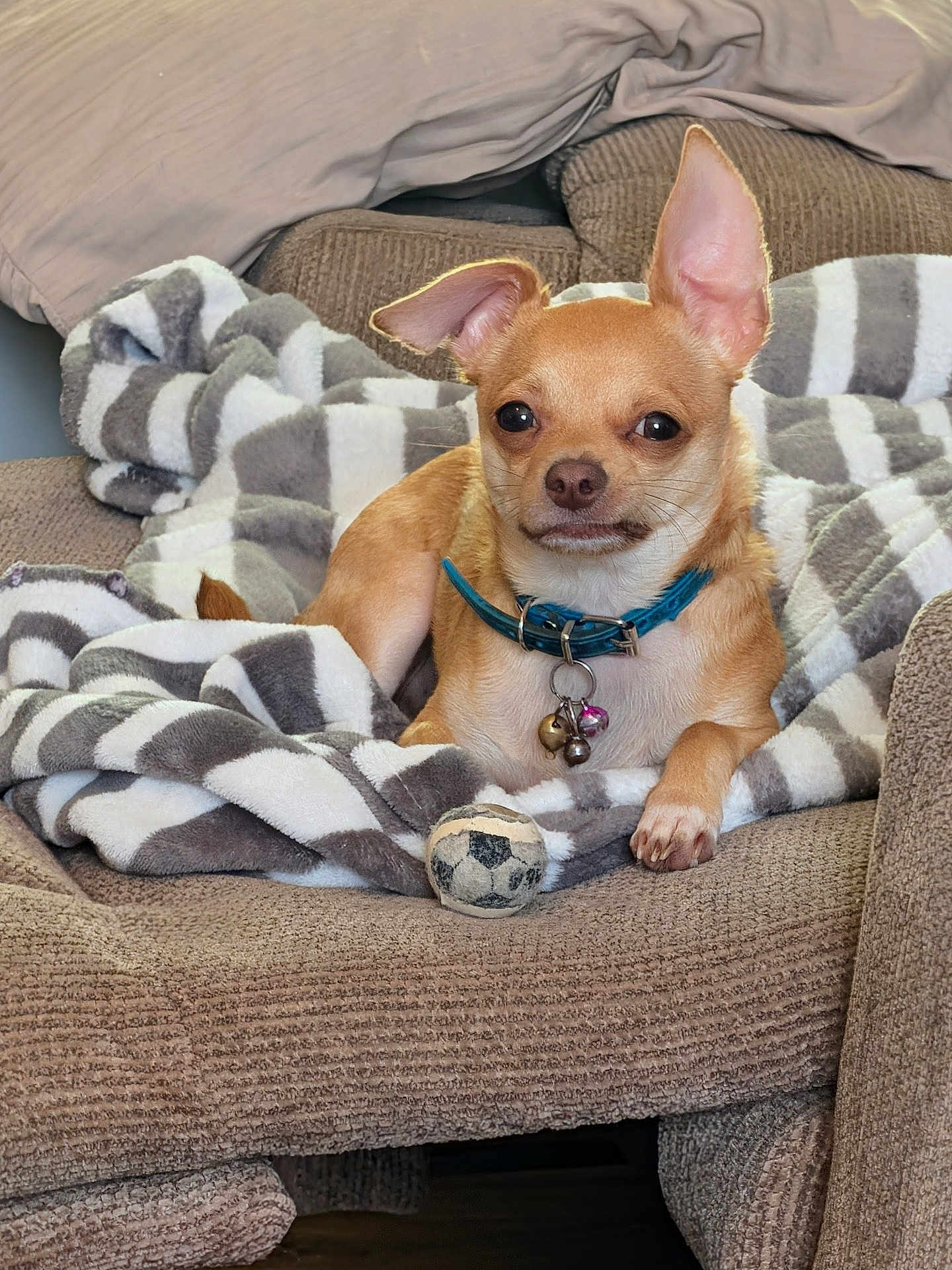 Tater is registered to the contest to win money with this photo: dog, chihuahua, pet, small_dog, collar, bells, toy, soccer_ball, blanket, striped, couch, furniture, indoor, relaxed, ears_up, tan_dog, cozy, home, comfort, animal