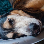 Hadès participe au concours pour gagner de l'argent avec cette photo : dog, close_up, resting, sleepy, fur, snout, eye, pet, indoors, blanket, cozy, animal, portrait, laying_down, relaxation, domestic_animal, canine, face, head, soft_texture