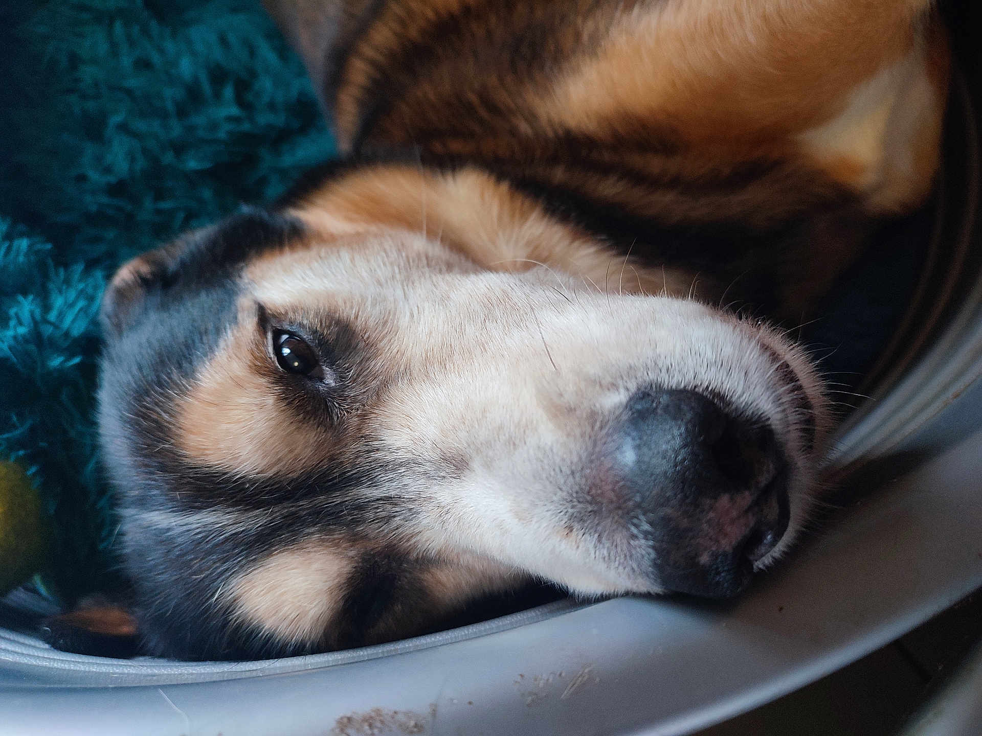 Hadès participe au concours pour gagner de l'argent avec cette photo : dog, close_up, resting, sleepy, fur, snout, eye, pet, indoors, blanket, cozy, animal, portrait, laying_down, relaxation, domestic_animal, canine, face, head, soft_texture