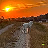 animal, calm, countryside, dirt_path, dog, evening, field, grass, landscape, nature, orange_sky, outdoor, peaceful, rural, scenic, silhouette, sky, sun, sunset, white_dog