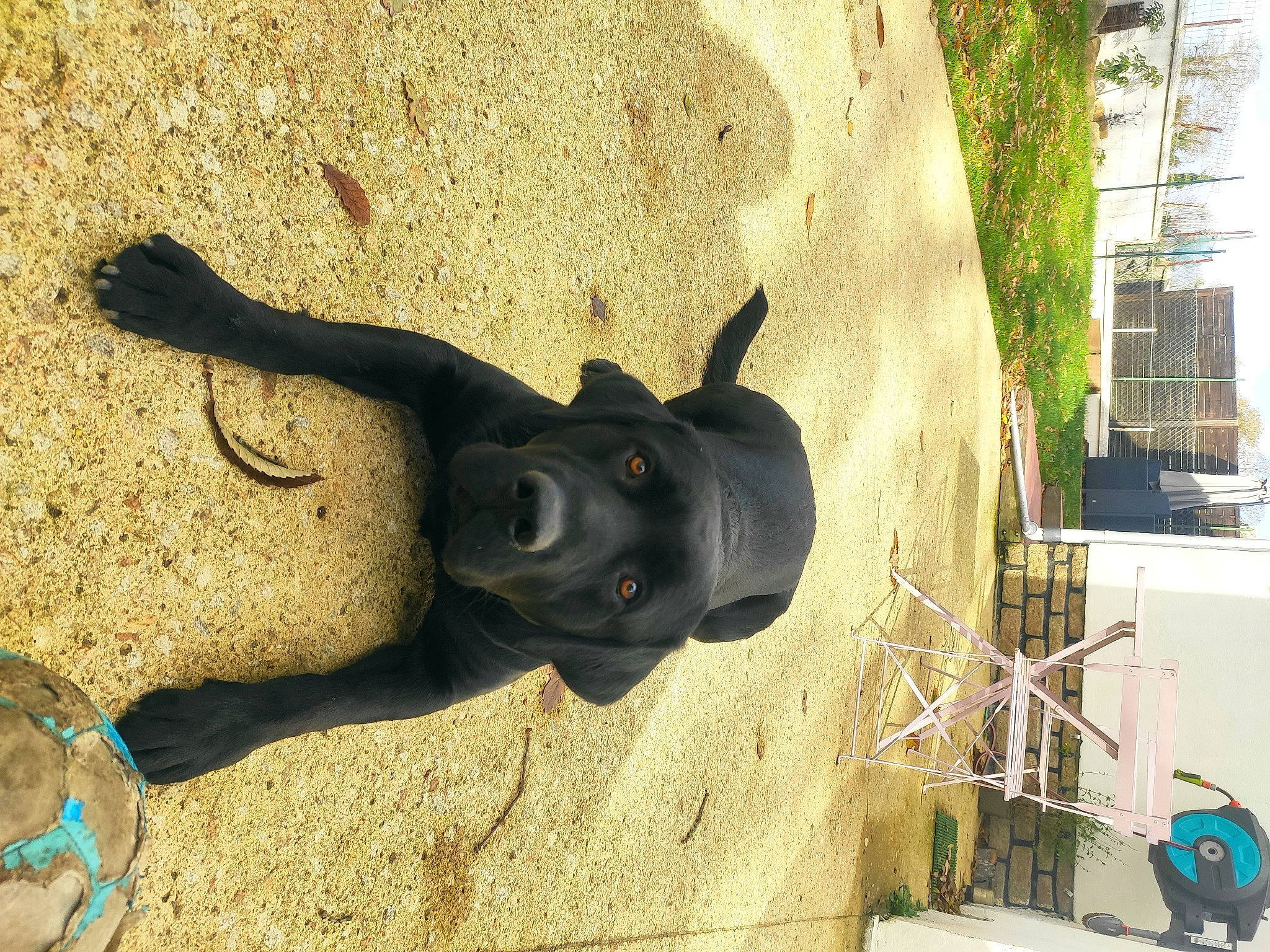 Côa participe au concours pour gagner de l'argent avec cette photo : canidae, ear, fawn, snout, sporting_group, zoo