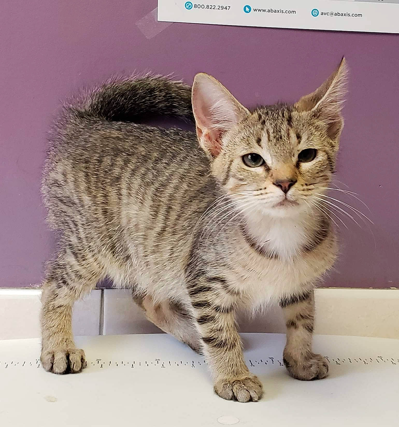 Jay Jay is registered to the contest to win money with this photo: american_shorthair, arabian_mau, asian, australian_mist, carnivore, cat, domestic_short_haired_cat, dragon_li, egyptian_mau, european_shorthair, felidae, kitten, mammal, ocicat, pixie_bob, savannah, small_to_medium_sized_cats, tabby_cat, vertebrate, whiskers