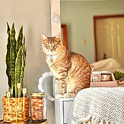 Shelby joined the competition — help win amazing prizes! cat, tabby_cat, indoor, plant, snake_plant, candle_holder, jar, blanket, furniture, home_decor, cozy, pet, animal, seated, looking_at_camera, yellow_eyes, collar, mirror, door, soft_lighting